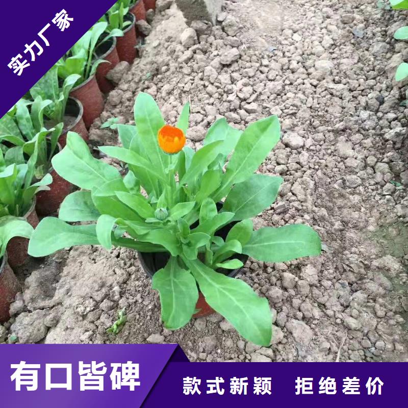 上海生产波斯菊种植批发基地