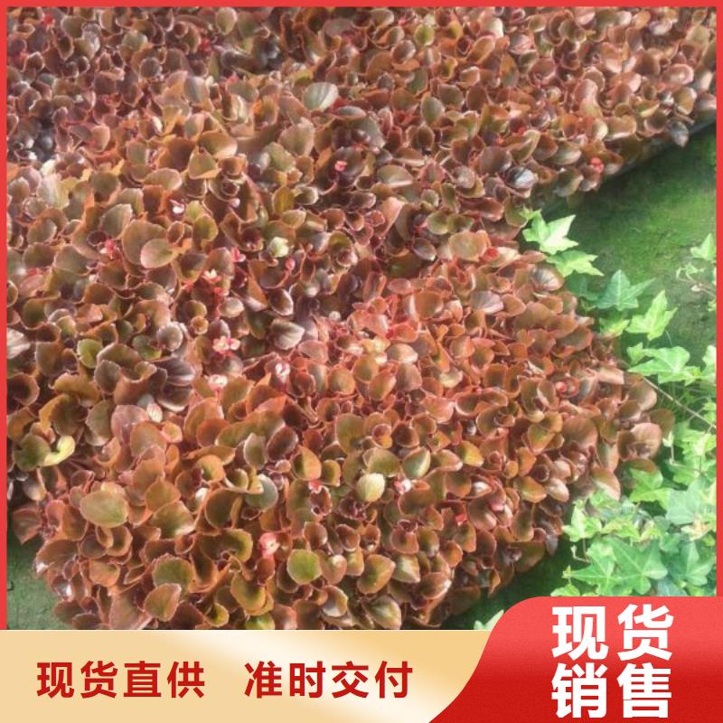 让利客户《九鼎》红花酢浆草观赏草种植基地