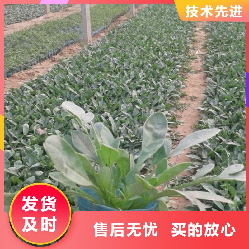 吴桥//景观工程用绿化苗木种植基地荷兰菊》