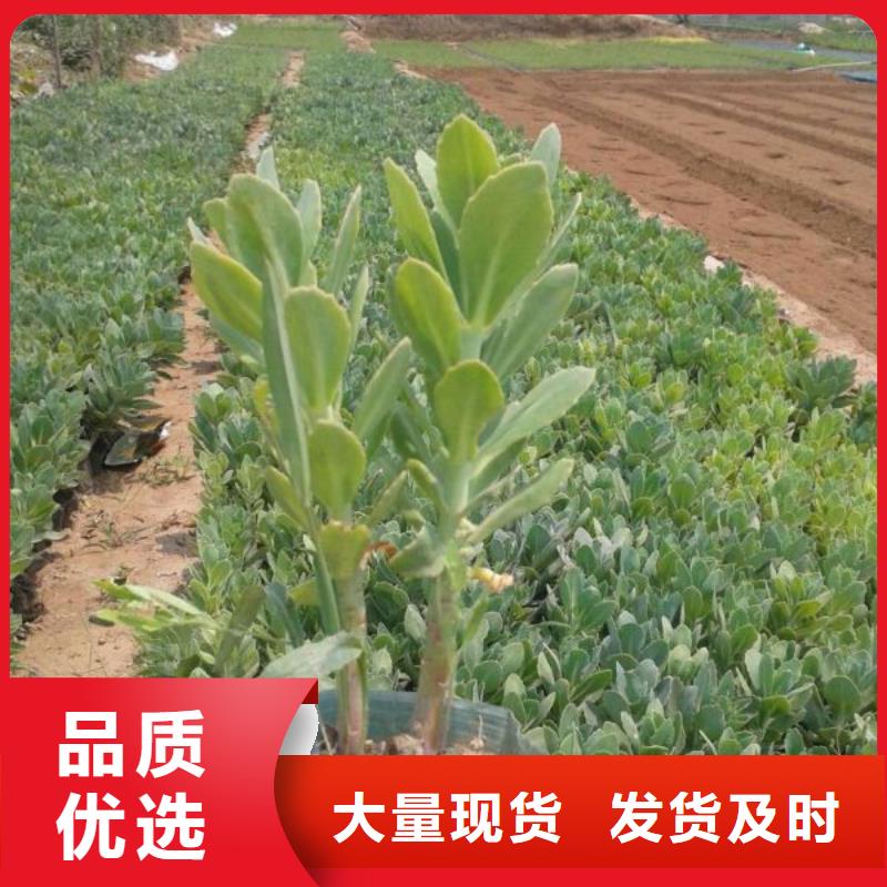 厂家拥有先进的设备《九鼎》-大叶黄杨种植苗圃