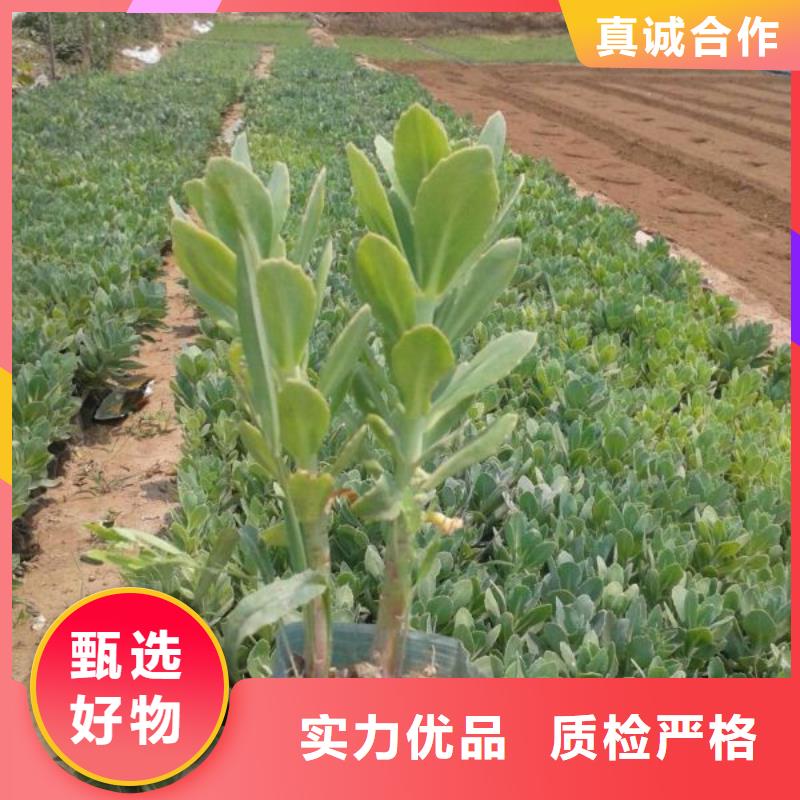 质检合格出厂[九鼎]-大叶黄杨种植苗圃