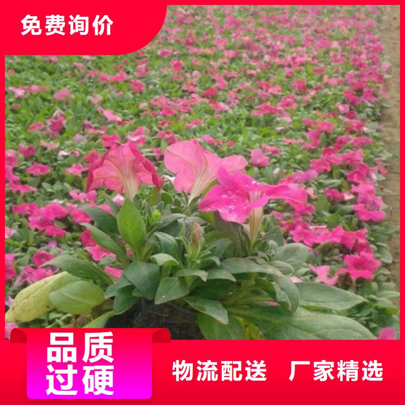 《九鼎》浏阳——花镜设计用红宝石月季花卉种子种苗批发>