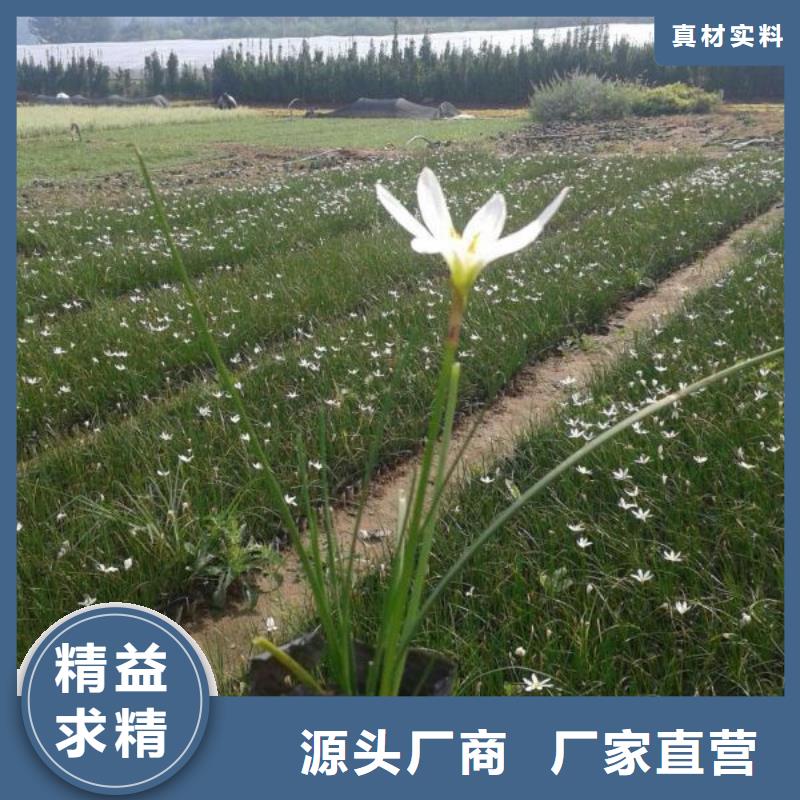 咨询《九鼎》-盆栽小雏菊2024年新价格