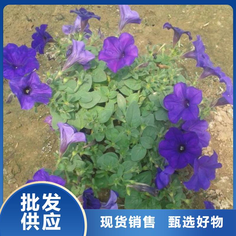 <九鼎>沙洋县：牵牛穴盘苗售本地能种的宿根花卉盆栽苗