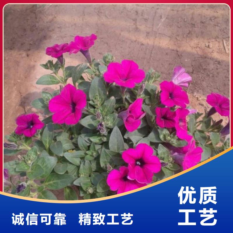 本土(九鼎)-盆栽小雏菊时令花卉种植基地