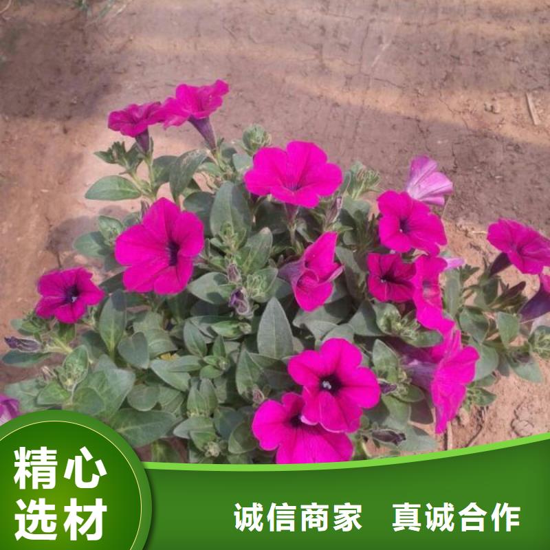 <九鼎>沙洋县：牵牛穴盘苗售本地能种的宿根花卉盆栽苗