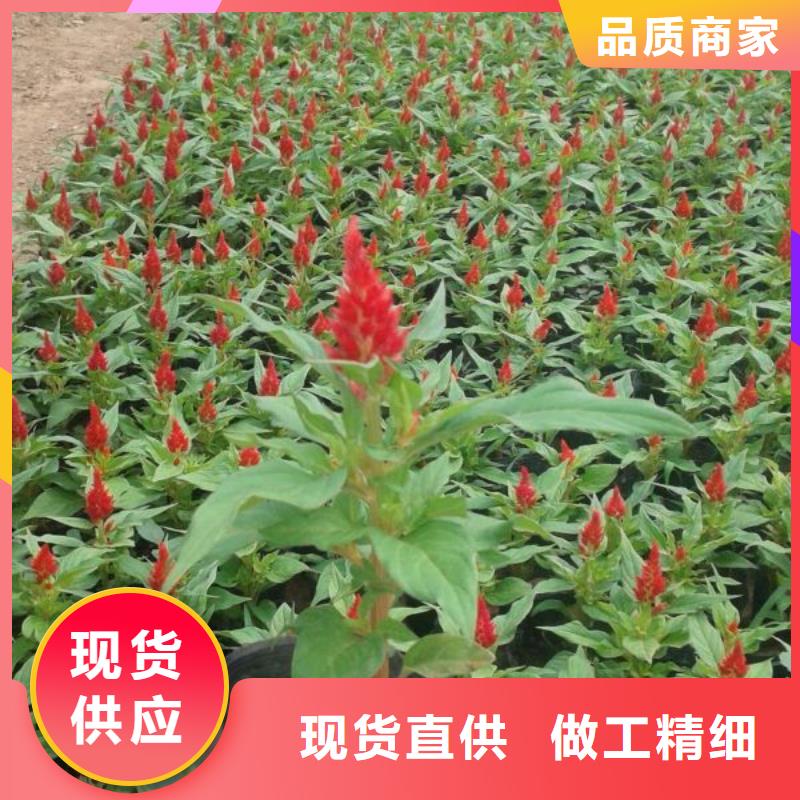[九鼎]汤原县哪里有卖宿根花卉的育苗基地