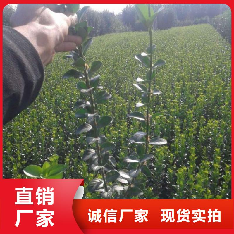(九鼎)尚义县细叶针茅种植基地