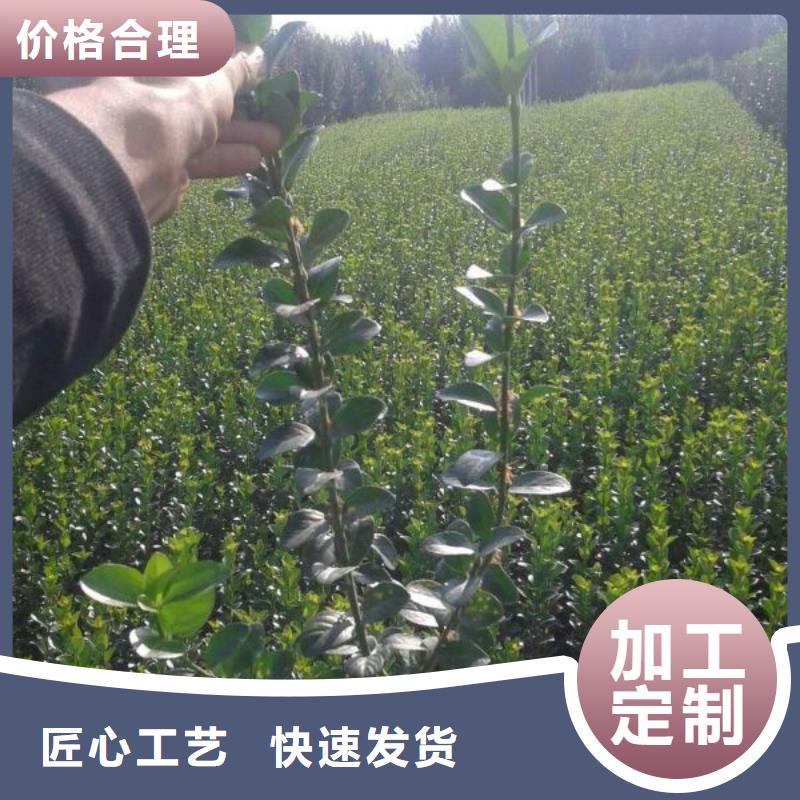 [九鼎]汤阴县卫矛球种植基地