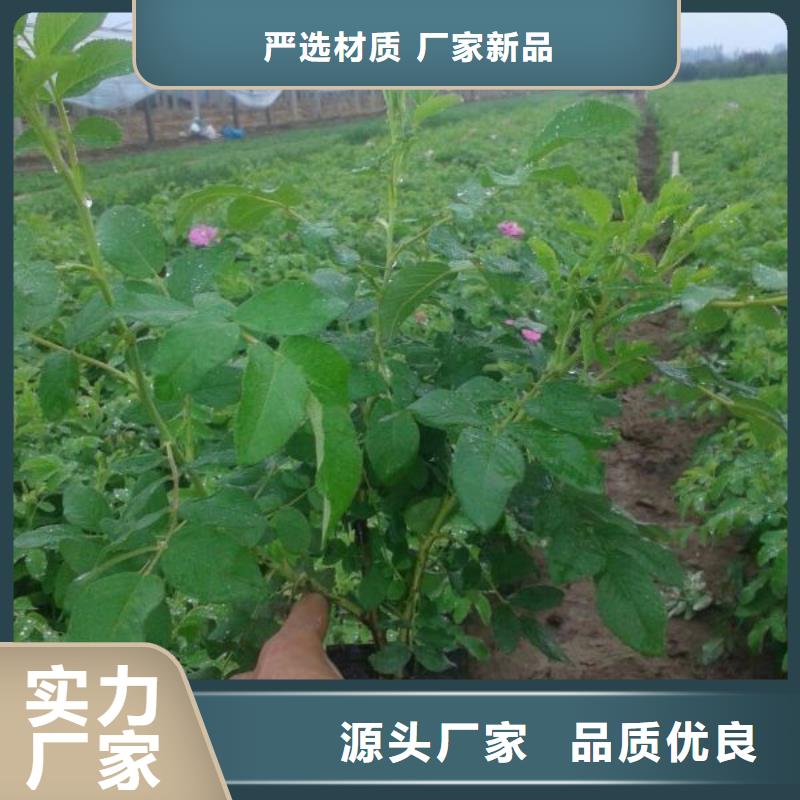 [九鼎]华坪县细叶针茅种植基地