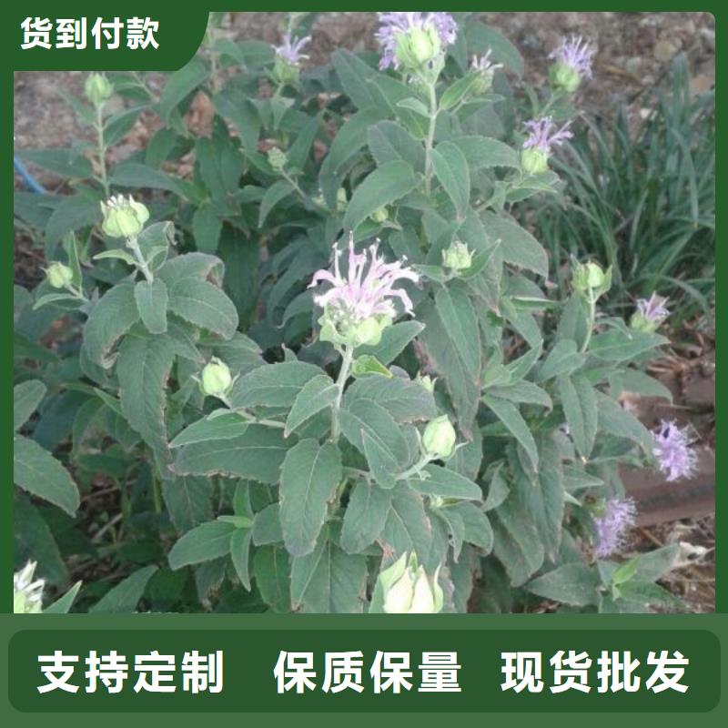 山东宿根花卉种植基地，青州时令草花价格鲁冰花