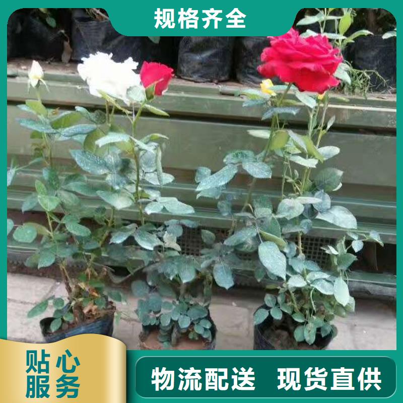 山东宿根花卉种植基地，青州时令草花价格薰衣草