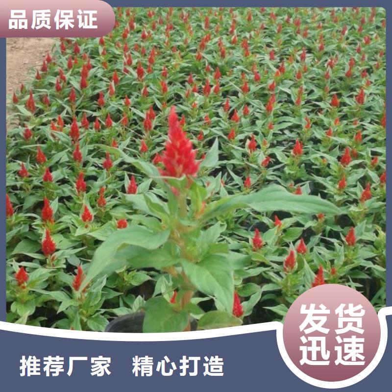 山东宿根花卉种植基地，青州时令草花价格三色堇