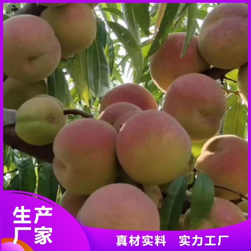 当地【科惠】油蟠7号桃树苗促销价格
