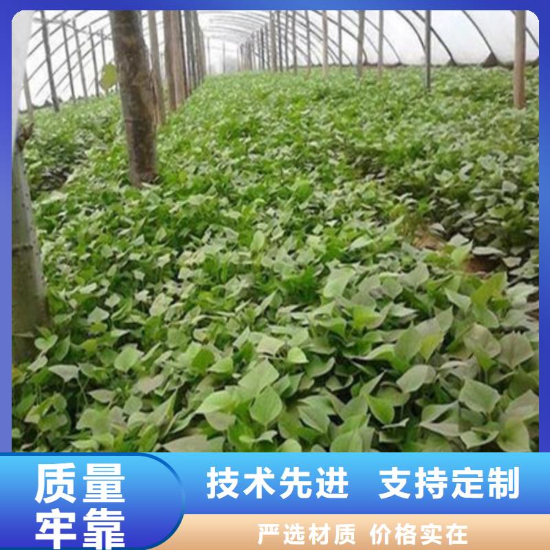 紫薯苗-卢氏生产基地-可全国发货