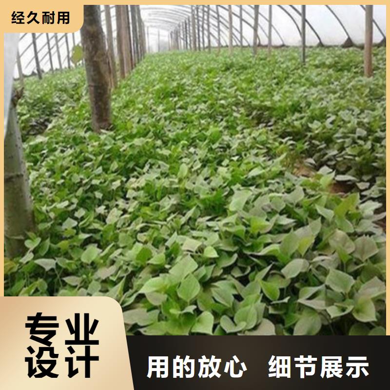 支持定制的紫薯苗生产厂家卓越品质正品保障