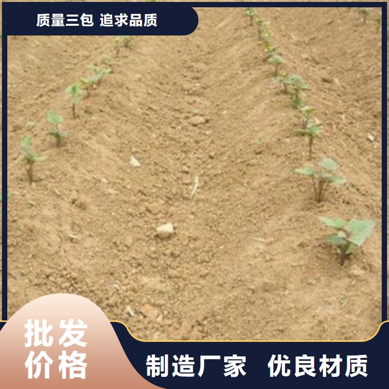 温县质优价廉的紫薯苗销售厂家