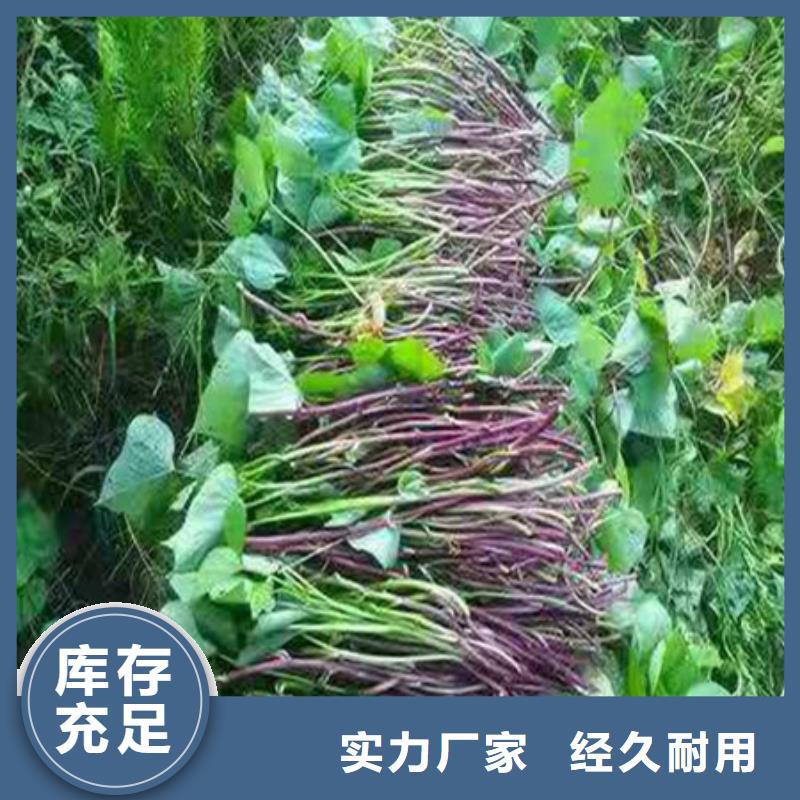 【安庆】品质紫地瓜苗欢迎致电