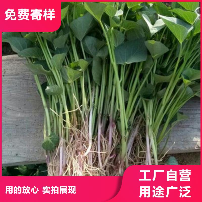 【安庆】品质紫地瓜苗欢迎致电