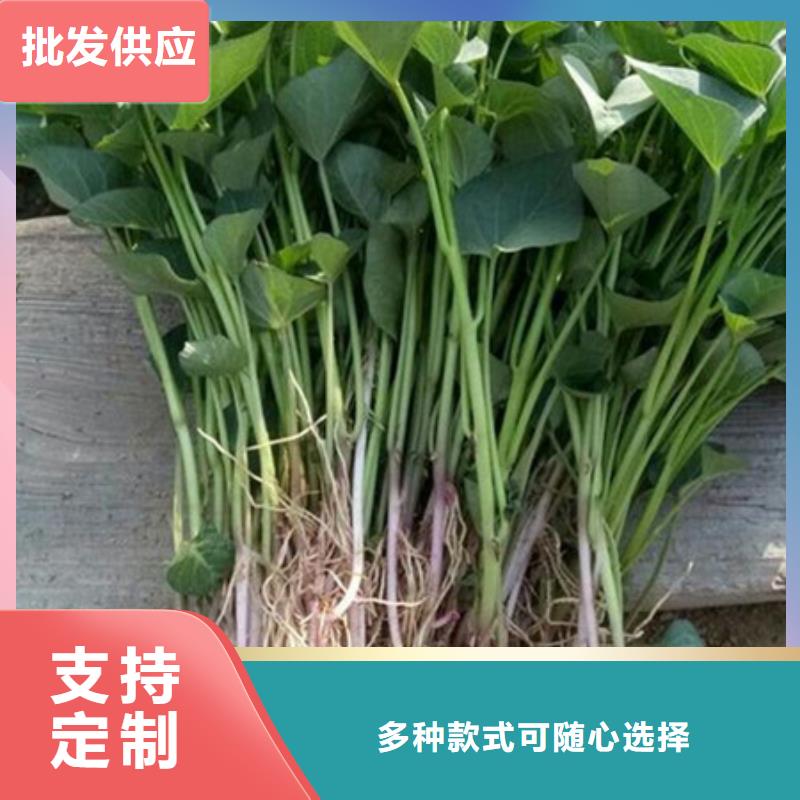 紫薯苗批发_乐农食品有限公司本地公司