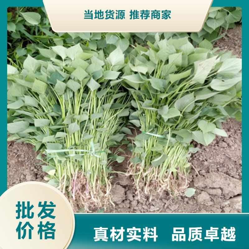 《安庆》优选脱毒紫薯苗种植厂家