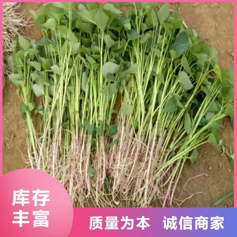 【上海】咨询紫薯种苗多少钱
