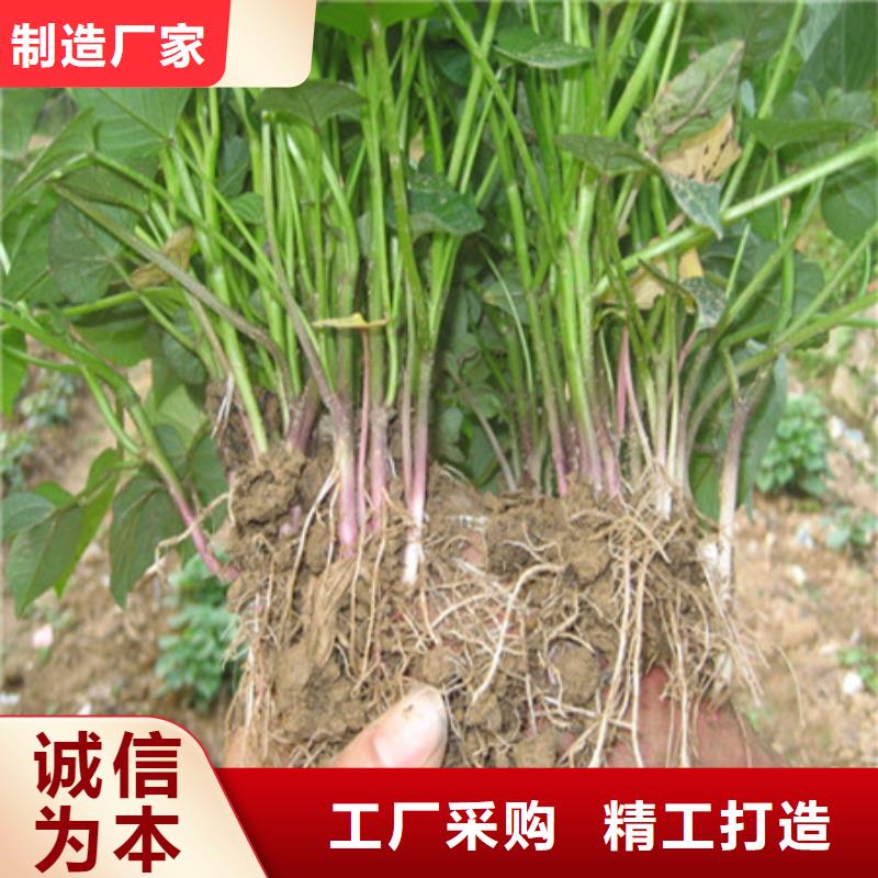厂家采购(乐农)紫甘薯苗2024新苗上市