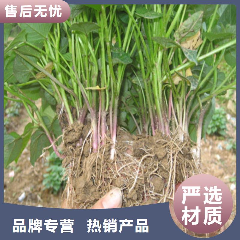 鲜食型紫薯苗图片