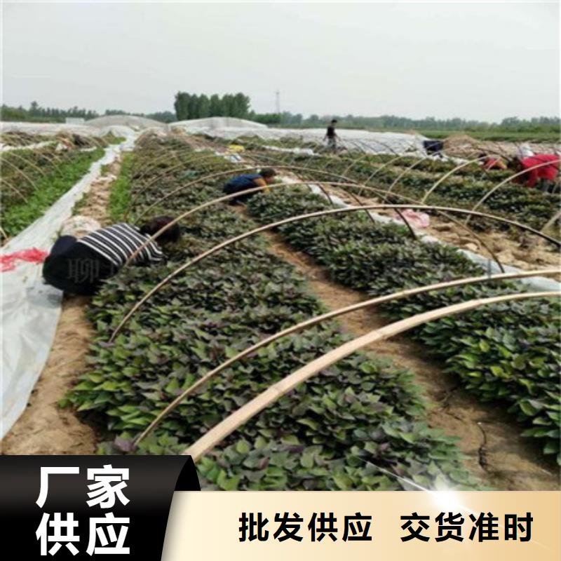 紫薯苗1-超低价格生产加工