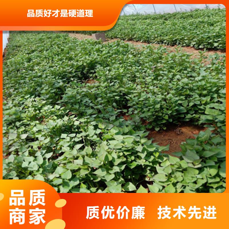 【绵阳】销售紫薯种子种植厂家