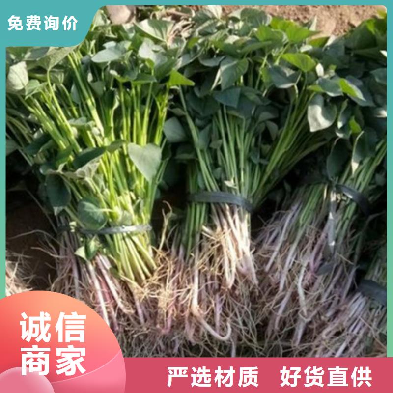 滁州销售紫薯苗（绫紫）厂家