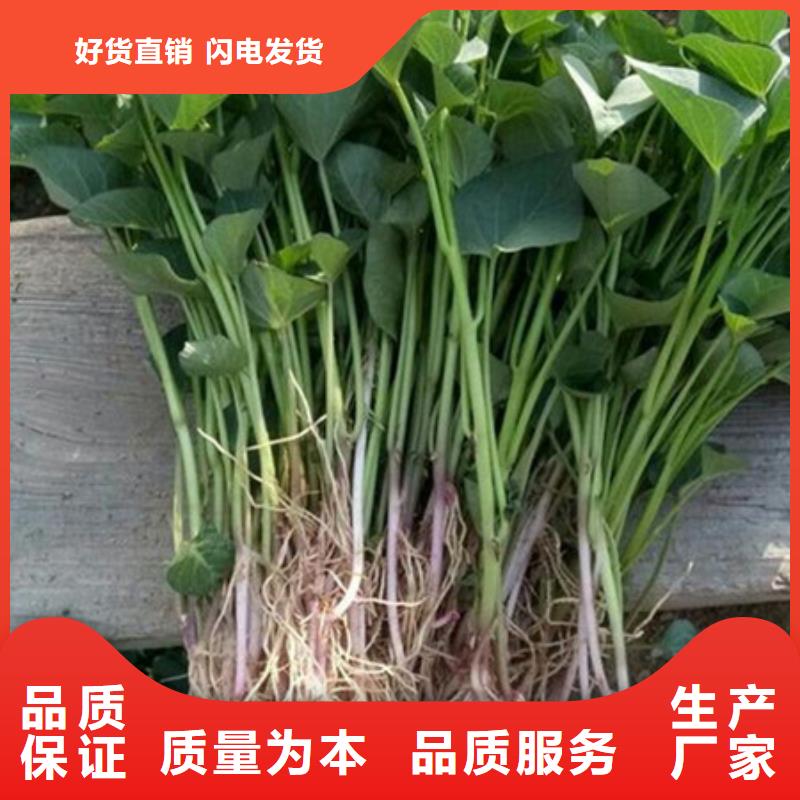 【绵阳】销售紫薯种子种植厂家
