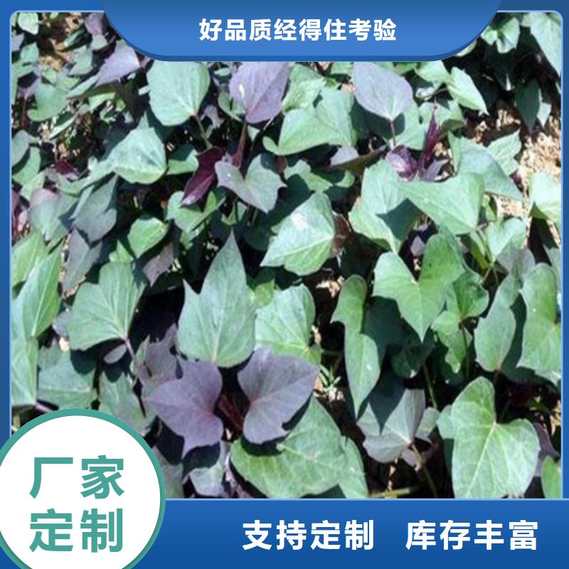 质检合格发货【乐农】紫薯苗（绫紫）种植基地