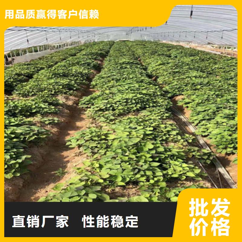 乐农紫薯苗子批发销售-保障产品质量-乐农食品有限公司