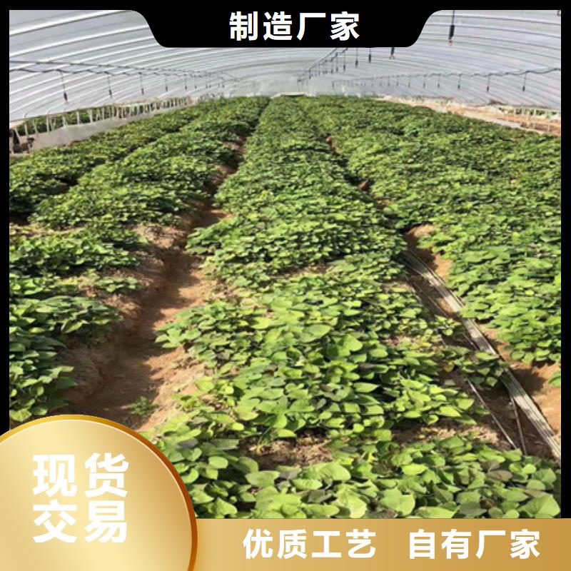 甄选：紫薯种子销售-乐农食品有限公司