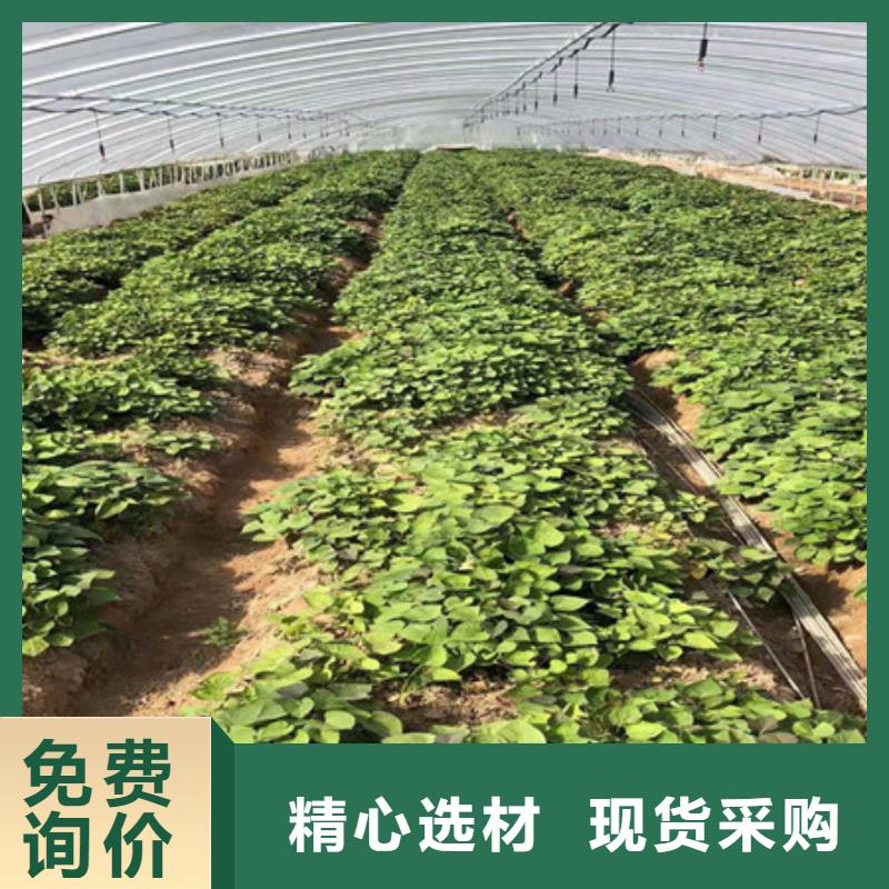 海量货源【乐农】鲜食型紫薯苗2024新苗上市