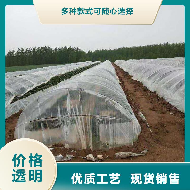 甄选：紫薯苗生产厂家源厂直销