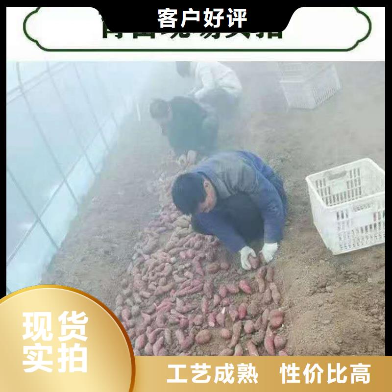 现货快速采购(乐农)鲜食型紫薯苗发货快