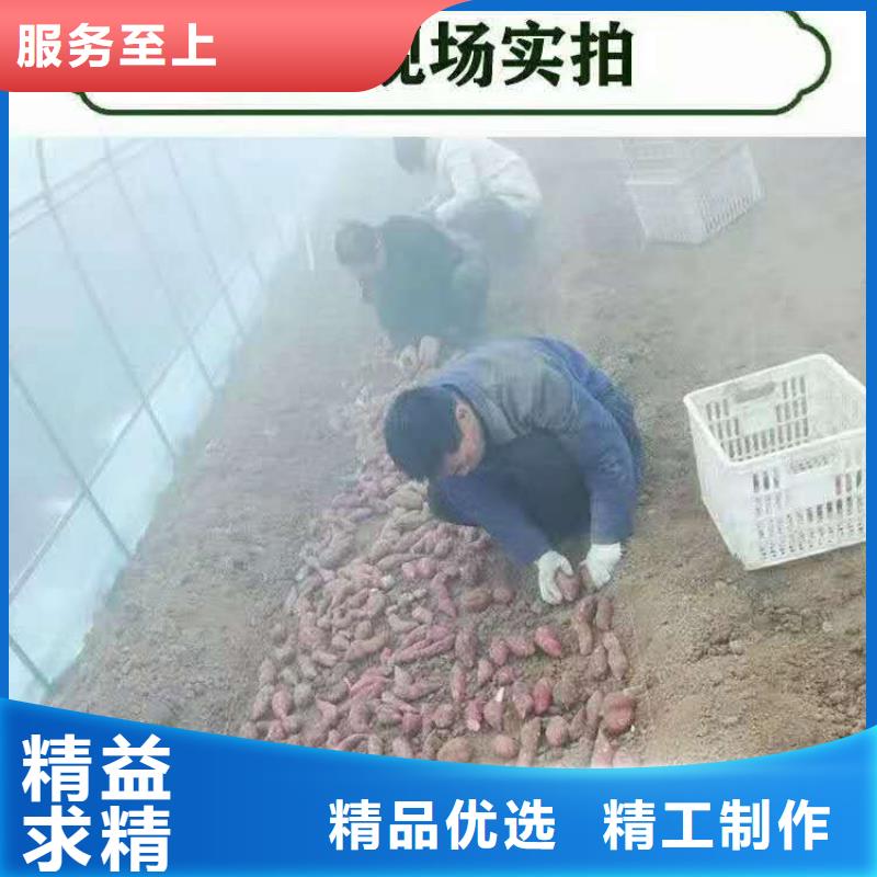 工厂直营[乐农]紫薯种批发报价
