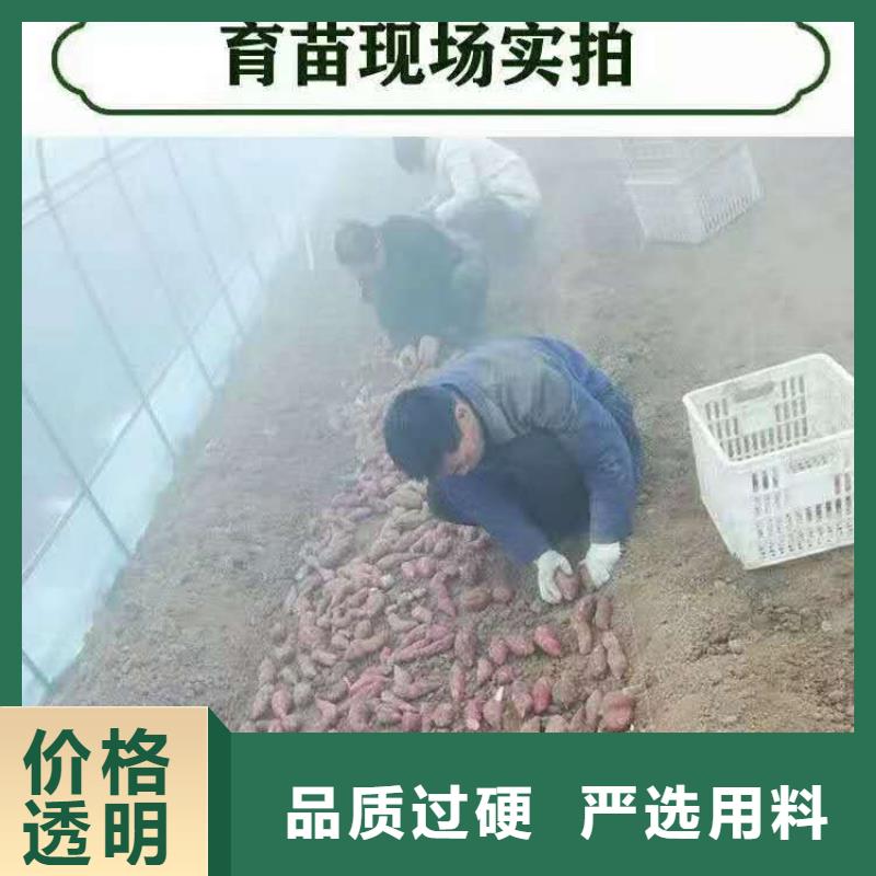 多年行业积累[乐农]紫薯苗多少钱