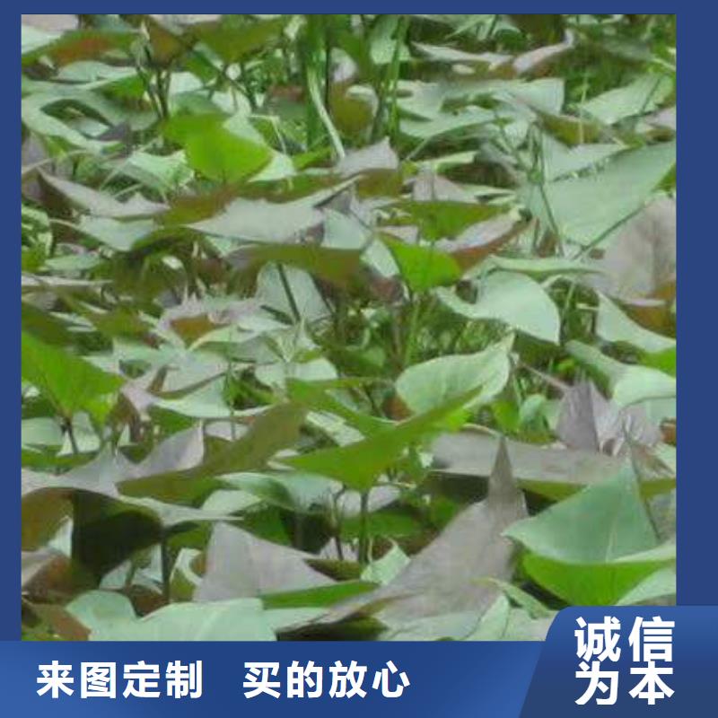 订购[乐农]紫甘薯苗种植要领