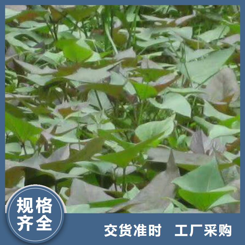 紫薯苗（东风8号）图片