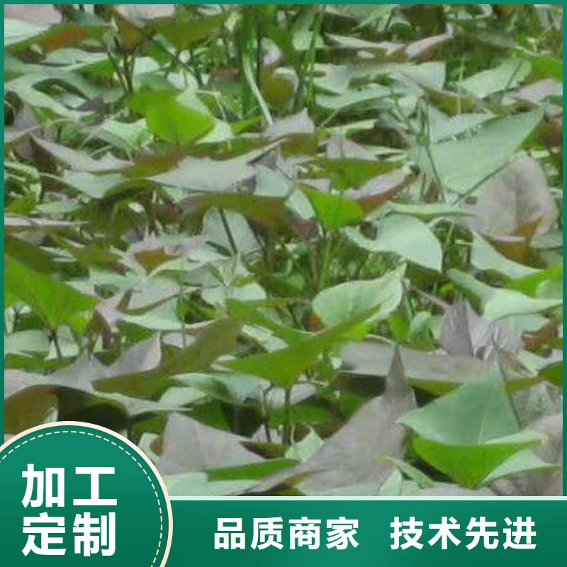 附近<乐农>鲜食型紫薯苗图片