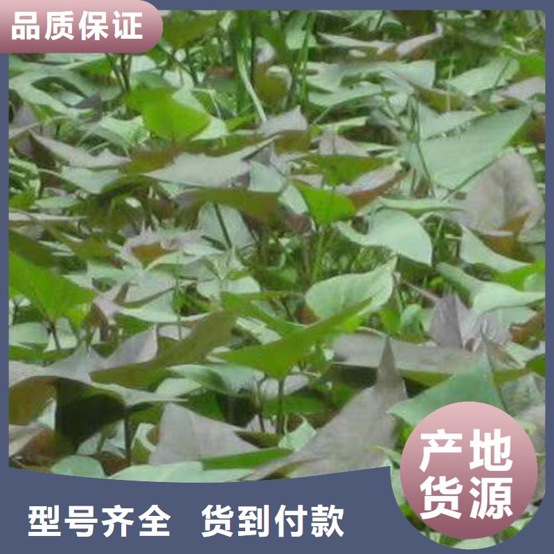 直销[乐农]鲜食型紫薯苗价格多少钱一颗