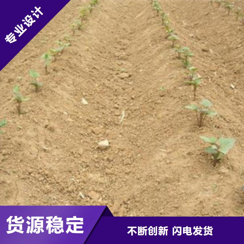 紫薯苗1工艺精湛本地公司