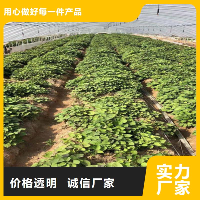 专业的生产厂家《乐农》紫红薯苗市场报价