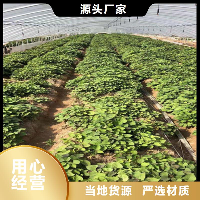 工厂认证<乐农>紫红薯苗源头厂家