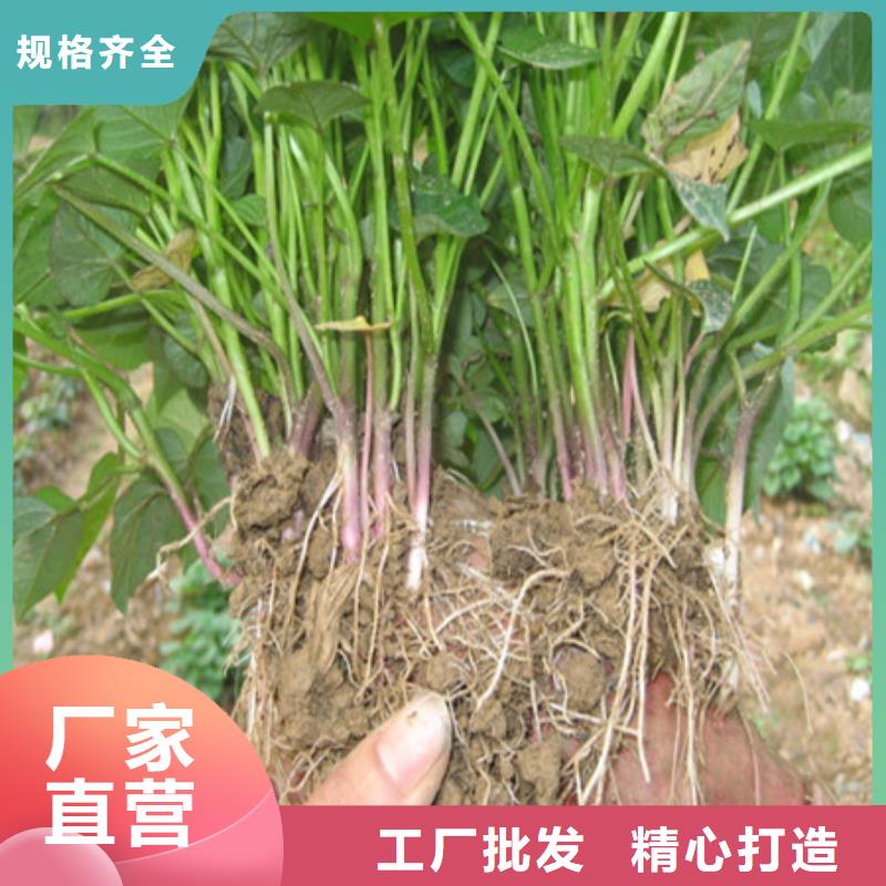 专业生产制造厂(乐农)鲜食型紫薯苗批发销售