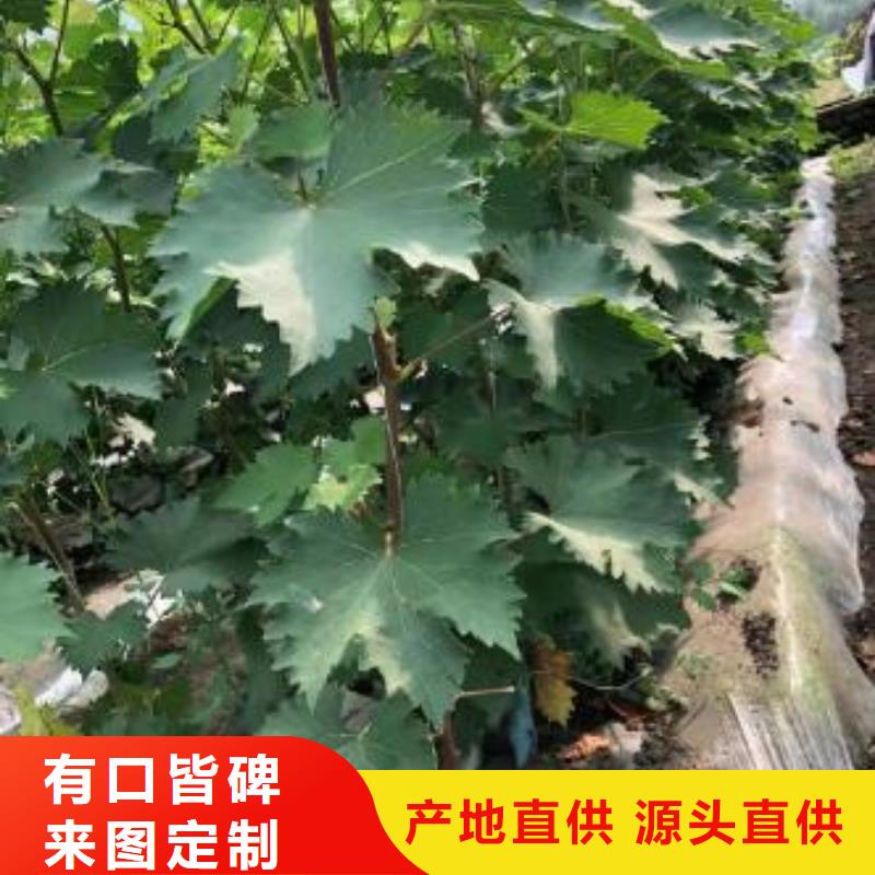 中国红玫瑰葡萄苗2022新品种
