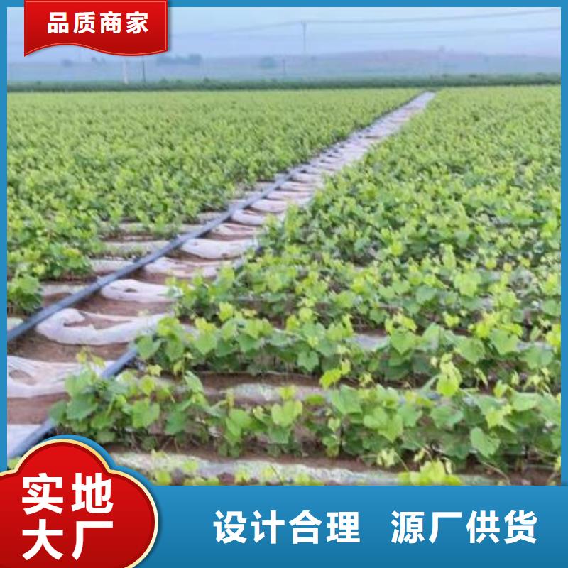 该地中国红玫瑰葡萄苗品种纯正